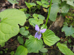 Viola mandshurica