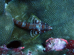 Lepidonectes corallicola