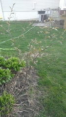 Prunus virginiana virginiana