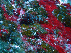 Lepidonectes corallicola