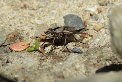 Proscissio milleri
