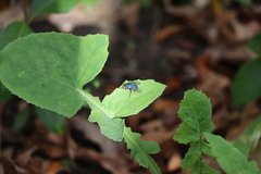 Lucilia eximia