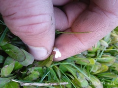 Mazus novaezeelandiae impolitus