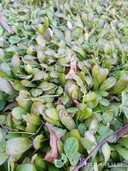 Mazus novaezeelandiae impolitus