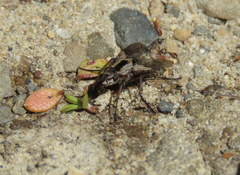 Proscissio milleri