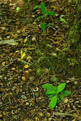 Hieracium marianum