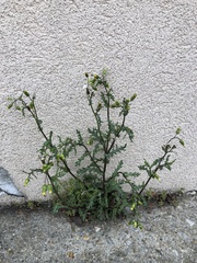 Senecio vulgaris