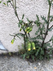 Senecio vulgaris