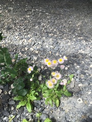 Erigeron philadelphicus