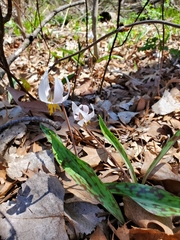 Erythronium albidum