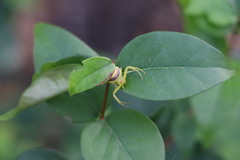 Misumenops callinurus