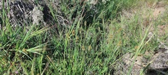 Carex subfusca