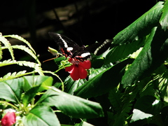 Heraclides hectorides