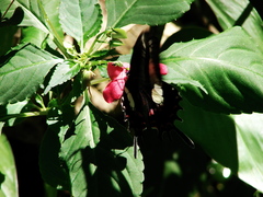 Heraclides hectorides