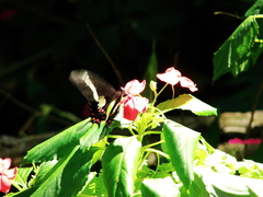 Heraclides hectorides