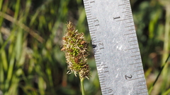 Carex subfusca