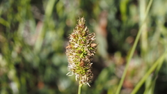 Carex subfusca