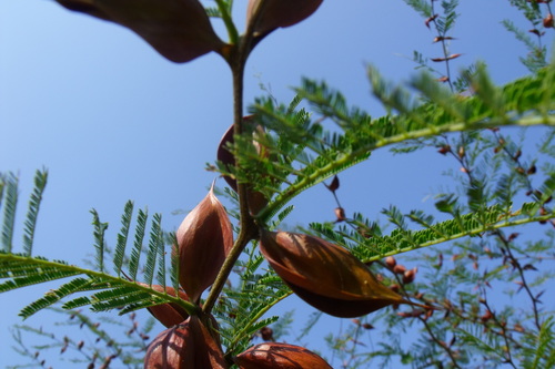 Huinolo (Vachellia campeachiana)