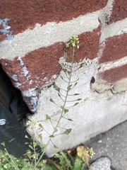 Capsella bursa-pastoris