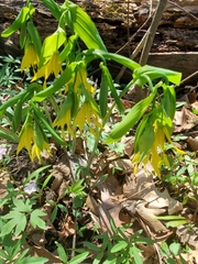 Uvularia grandiflora