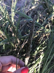 Renvoizea trinii