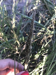 Renvoizea trinii