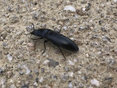 Melanactes densus