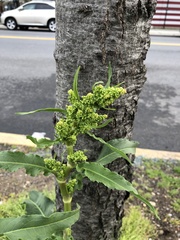 Rumex crispus