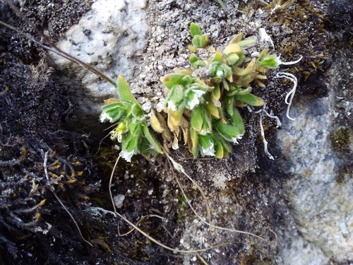 Cerastium peruvianum (Cerastium peruvianum)