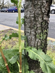 Rumex crispus