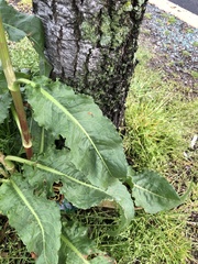 Rumex crispus