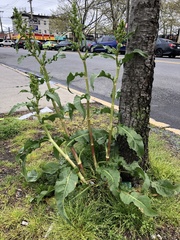 Rumex crispus