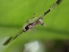 Glyphodes onychinalis