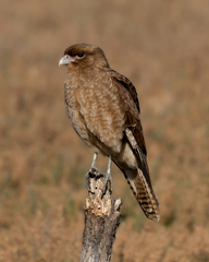 Daptrius chimango chimango