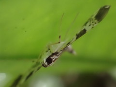 Glyphodes onychinalis