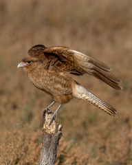 Daptrius chimango chimango