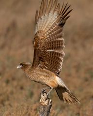 Daptrius chimango chimango