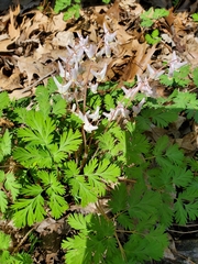 Dicentra cucullaria