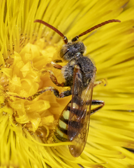 Nomada imbricata