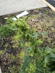 Rumex crispus