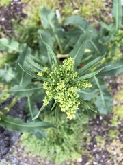 Rumex crispus