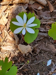 Sanguinaria canadensis
