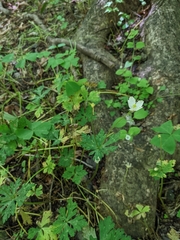 Anemonastrum flaccidum