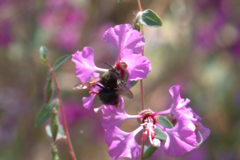 Xylocopa tabaniformis
