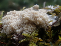 Fuligo cinerea