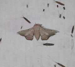 Cicinnus melsheimeri