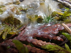 Fuligo cinerea