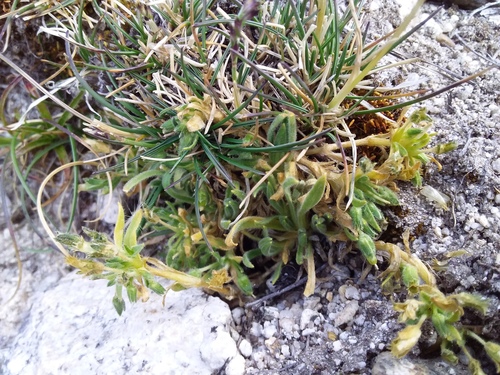 Cerastium peruvianum (Cerastium peruvianum)