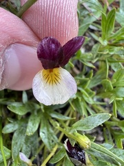 Viola hallii
