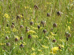 Fritillaria affinis affinis